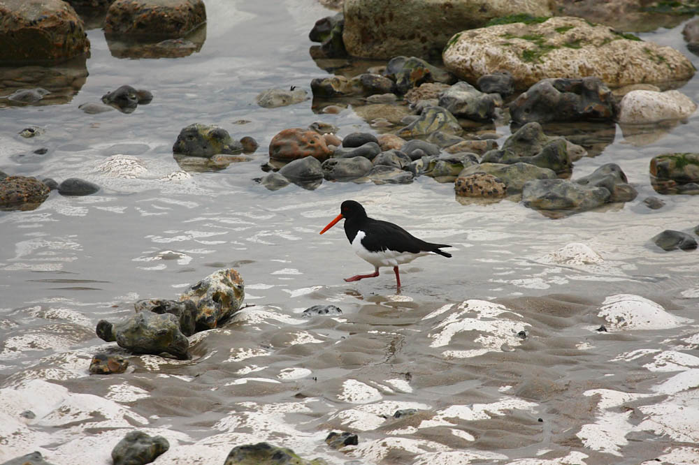 oystercatcher