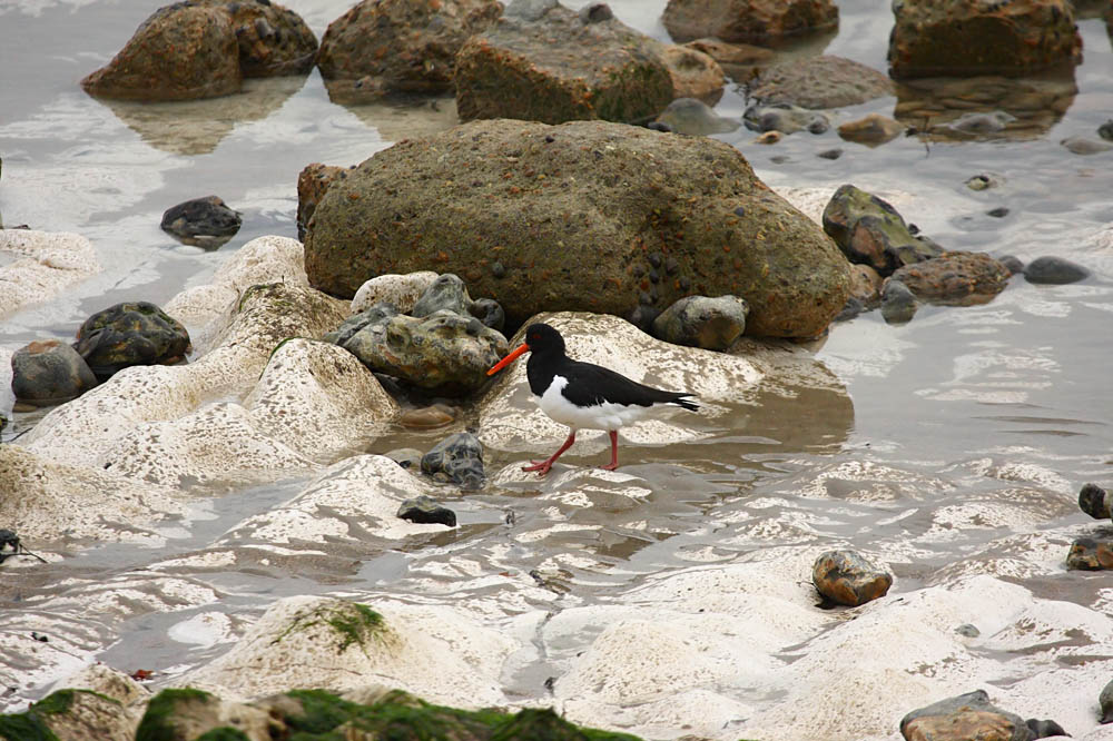 oystercatcher