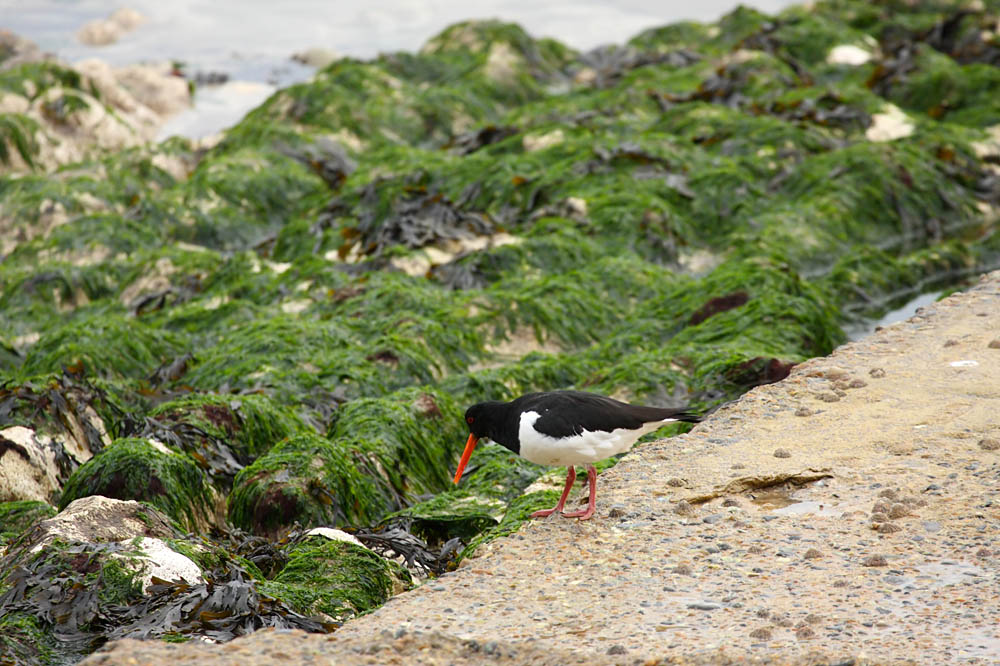 oystercatcher