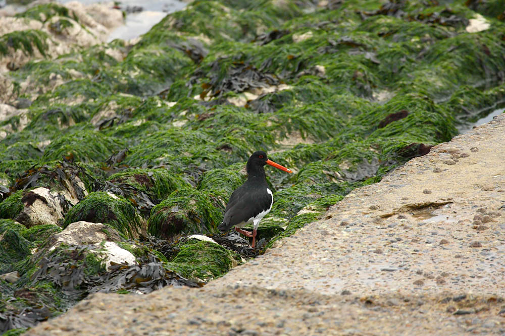 oystercatcher