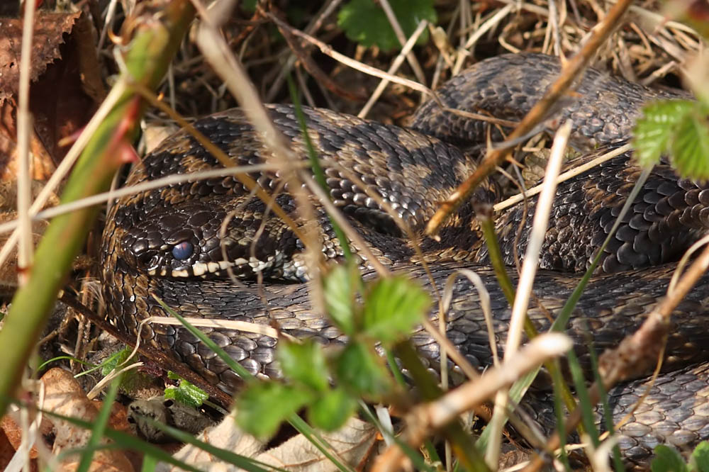 adder