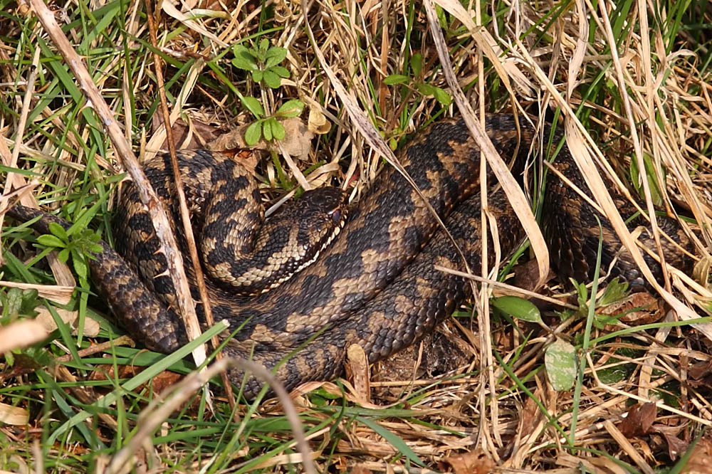 adder
