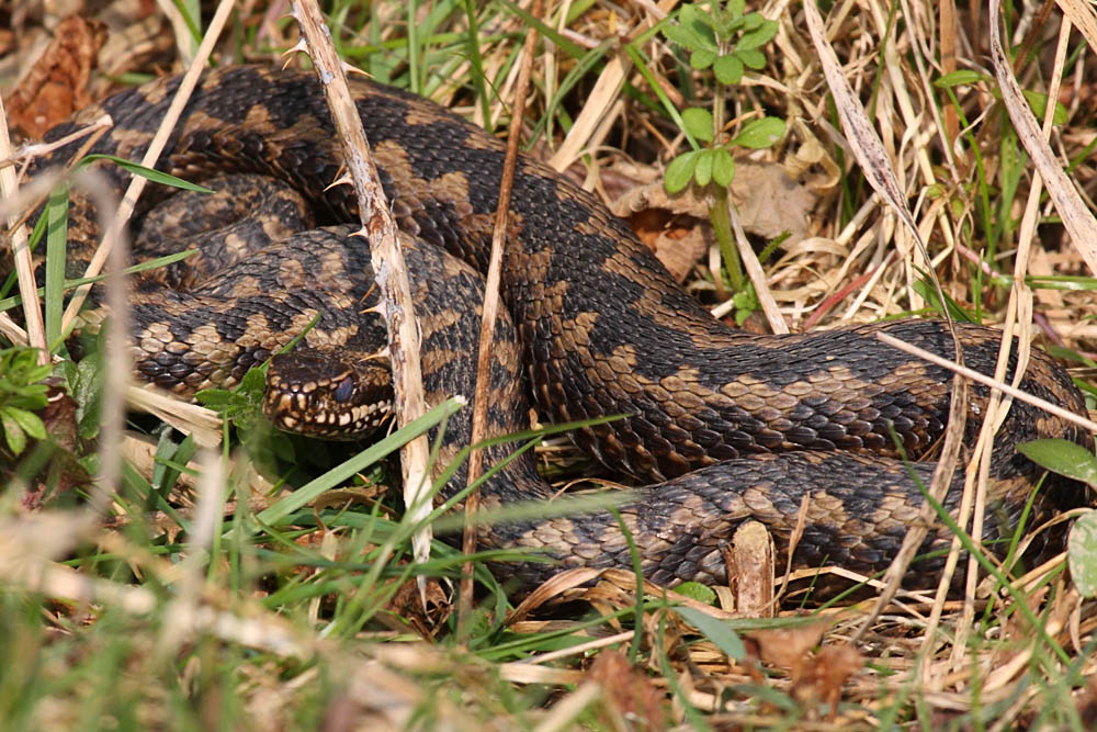 adder
