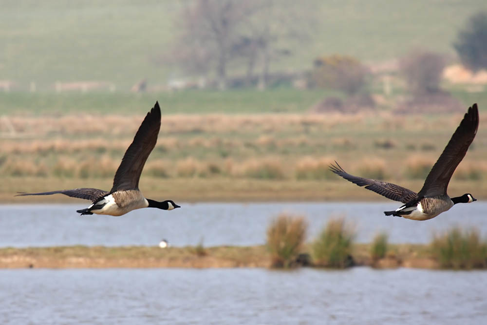 canada geese