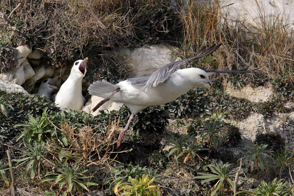 fulmars