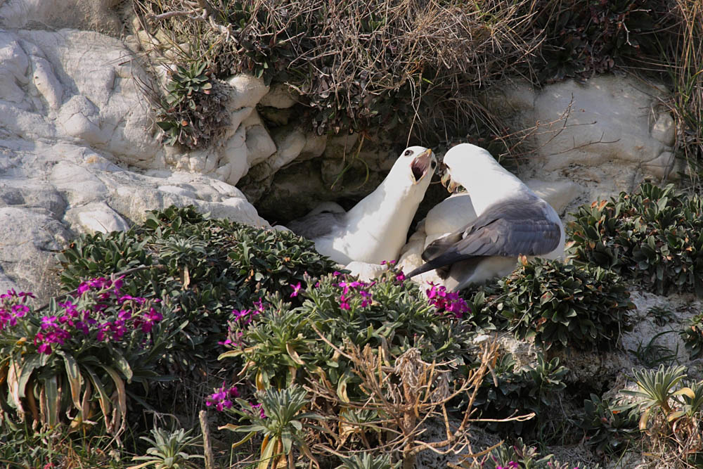 fulmars at rottingdean