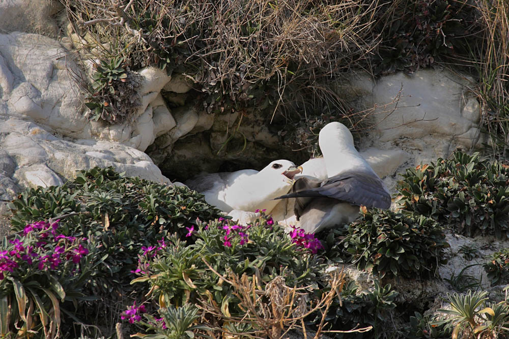 fulmars at rottingdean