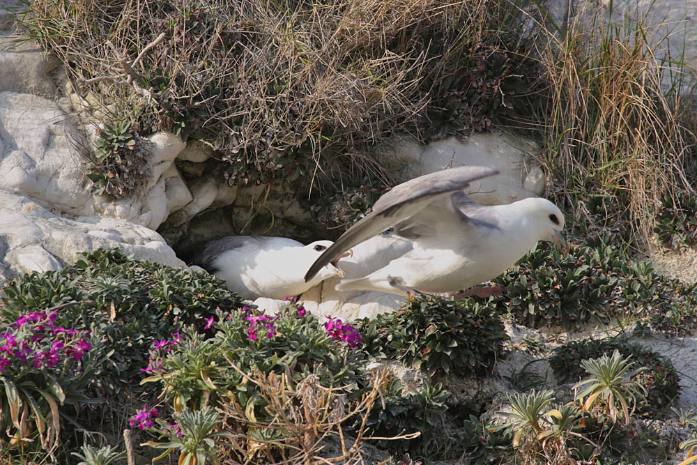 fulmars at rottingdean