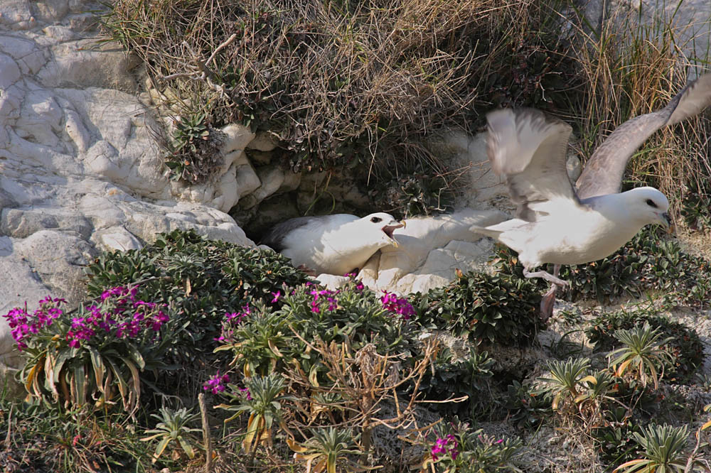 fulmars at rottingdean