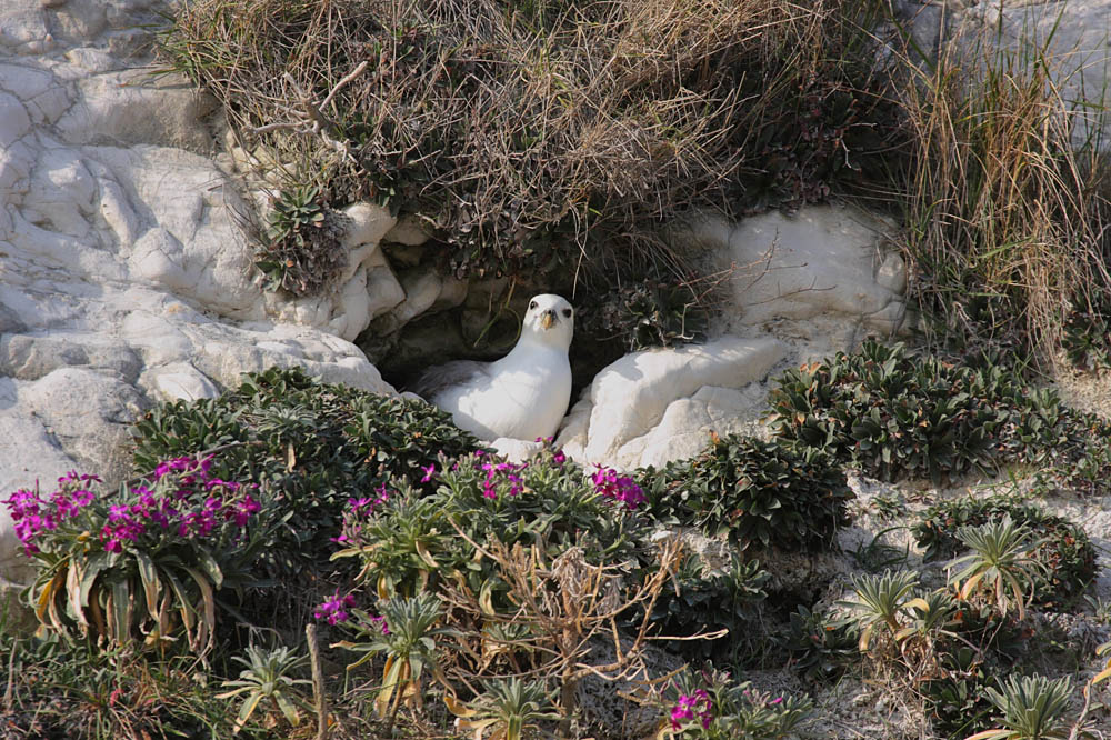 fulmars at rottingdean