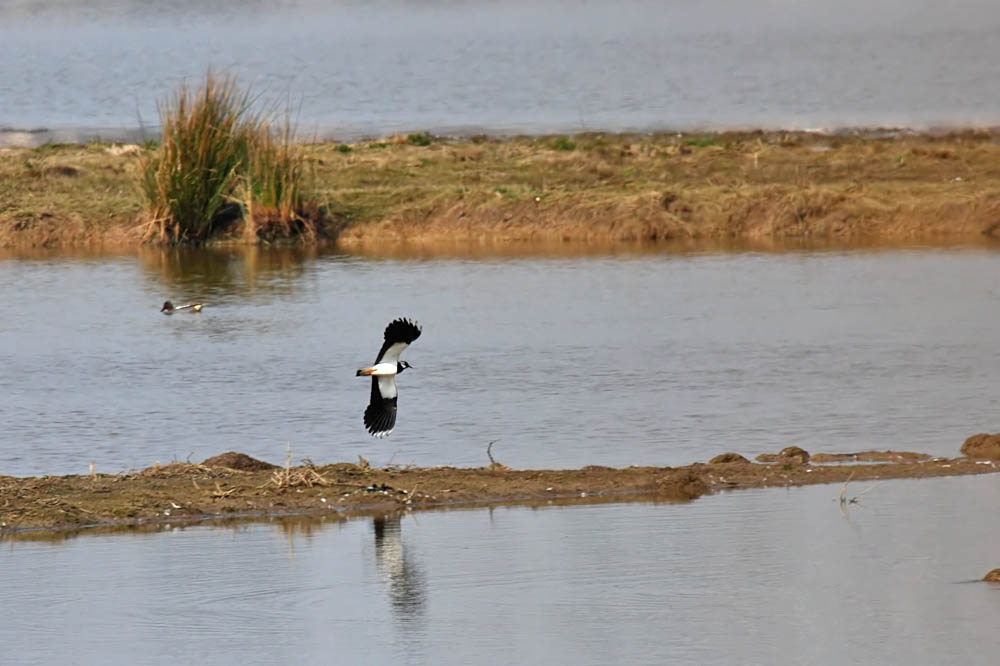 lapwing