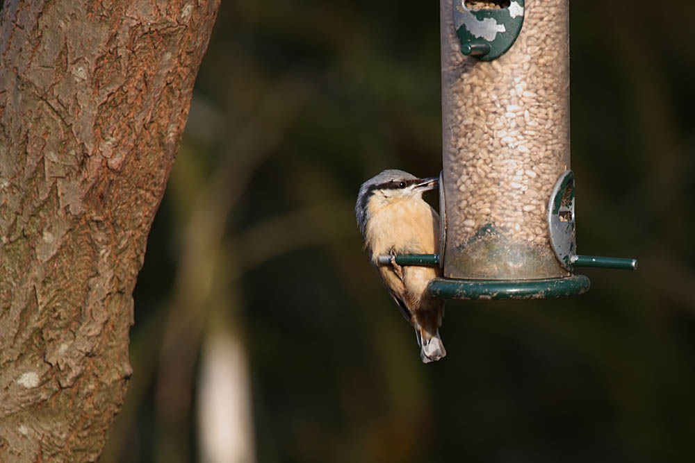 nuthatch