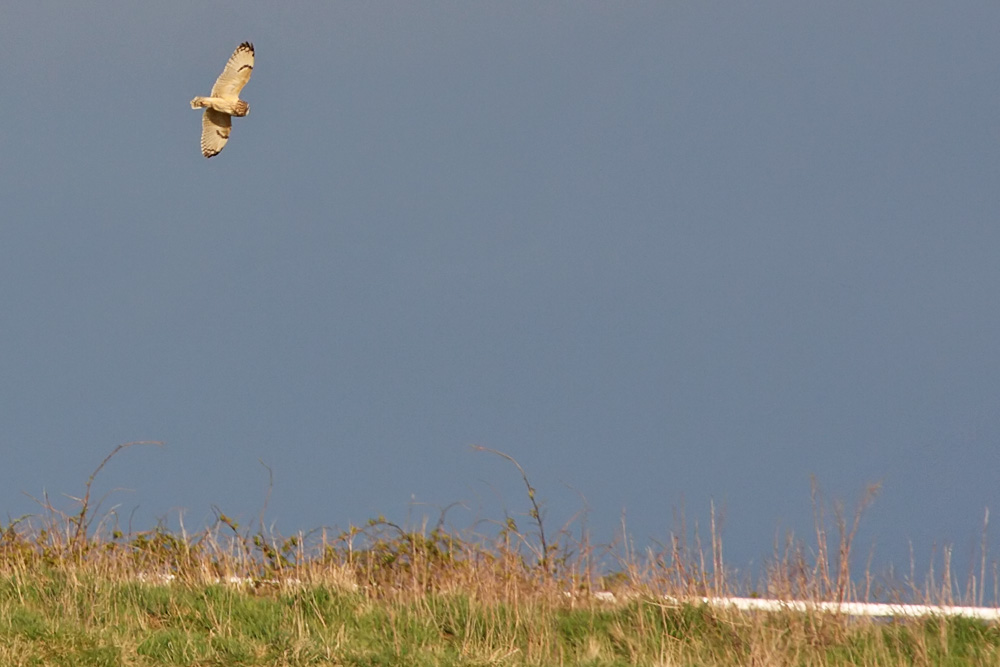 short-eared owl