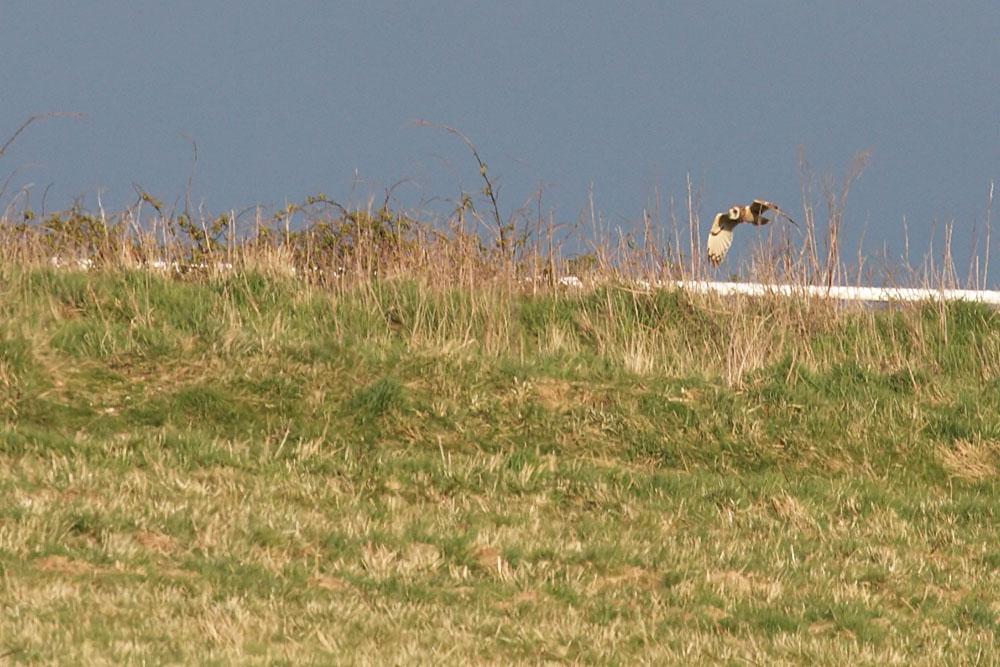short-eared owl