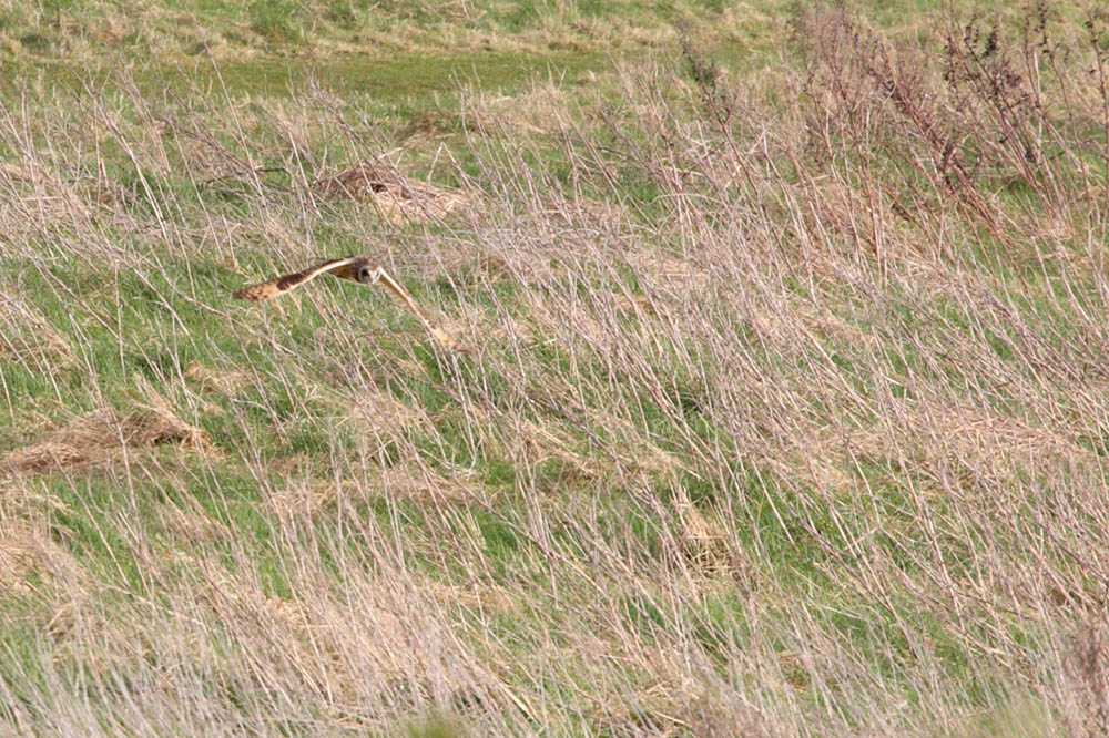 short-eared owl