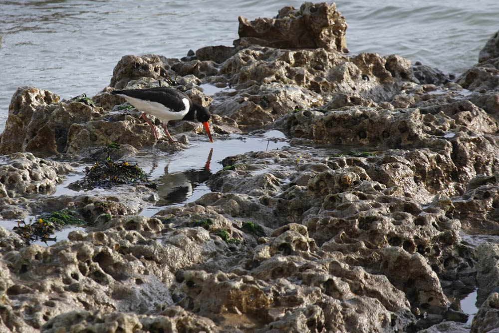 oystercatcher