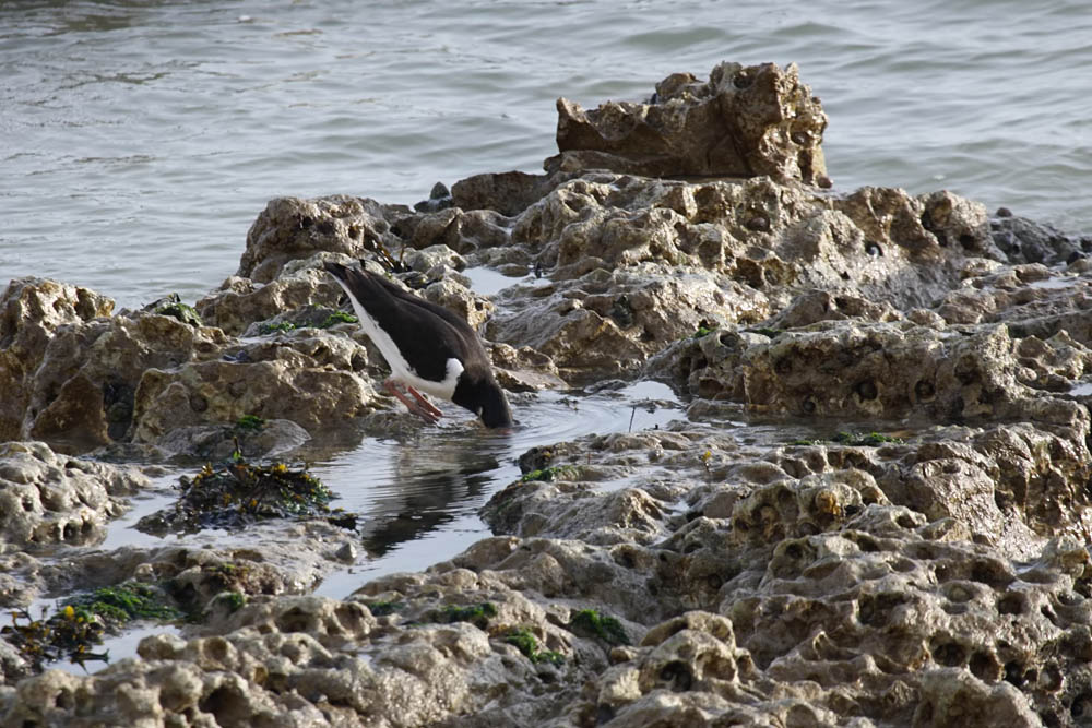 oystercatcher