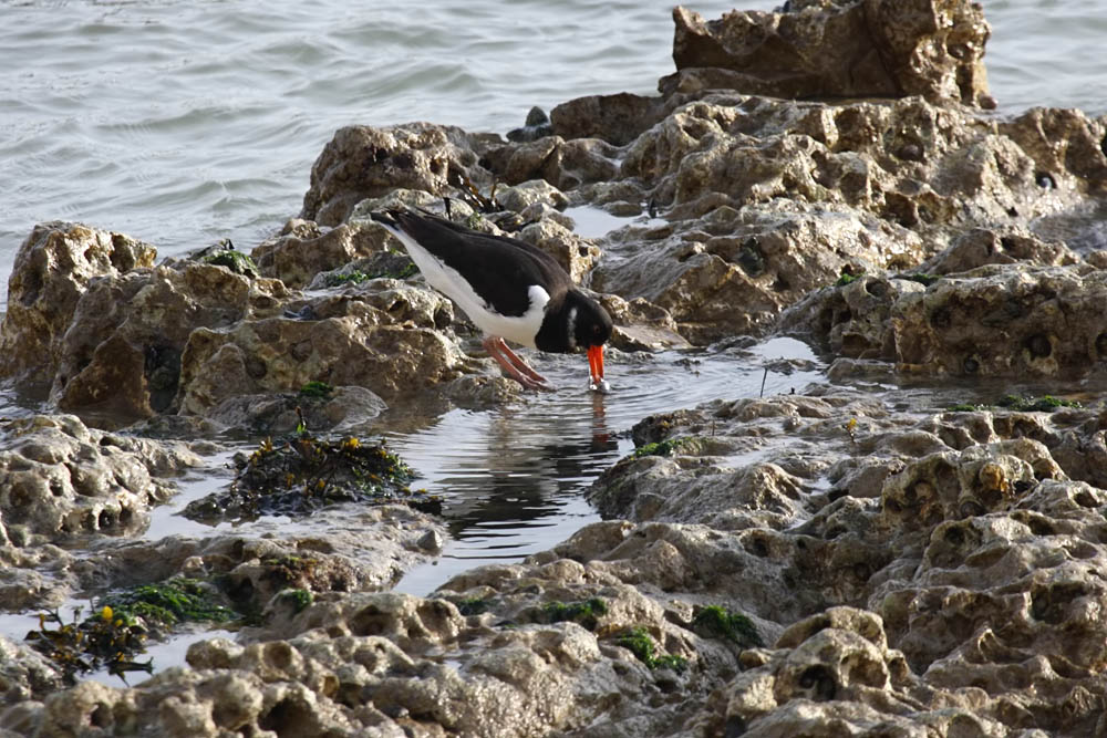 oystercatcher