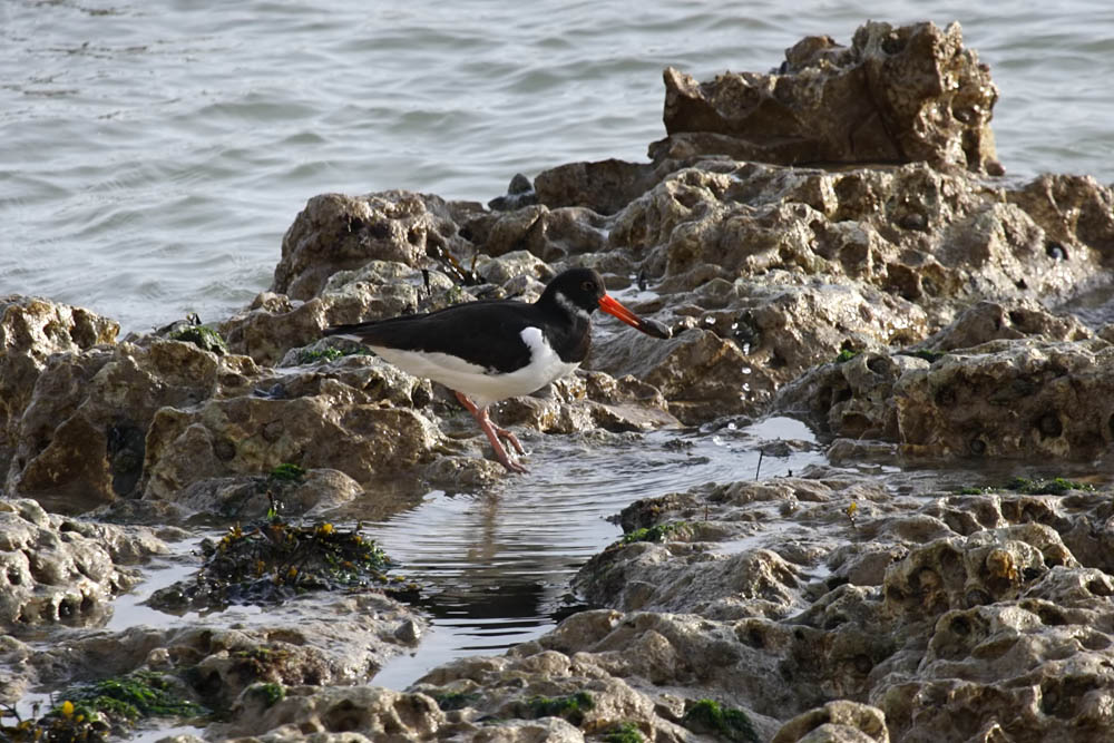 oystercatcher