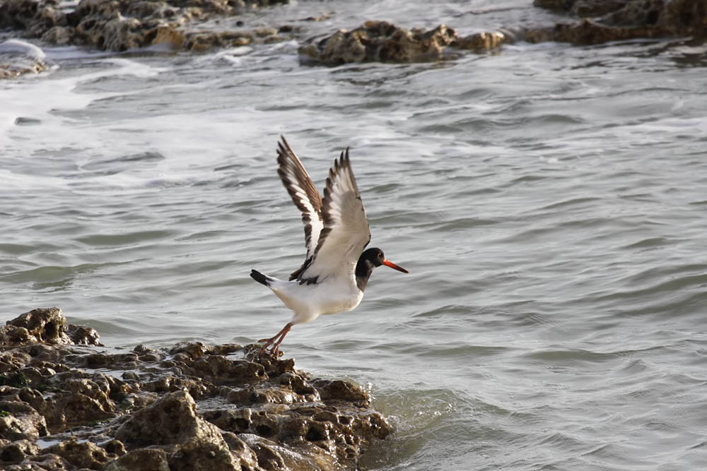 oystercatcher
