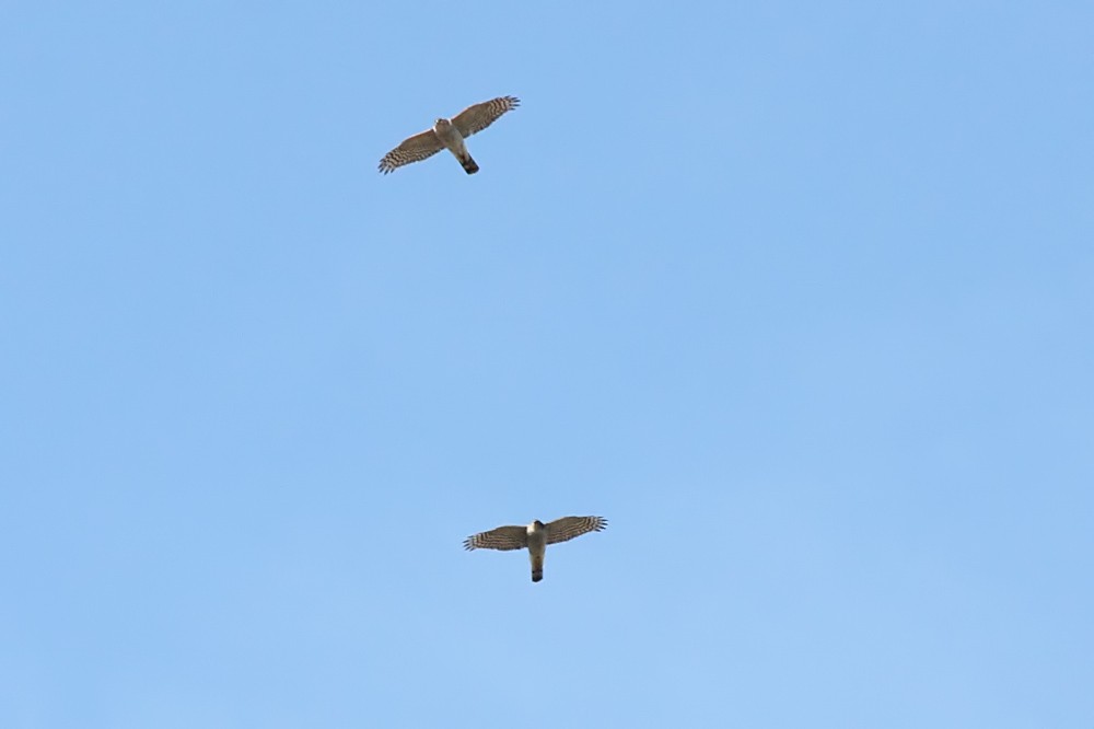 sparrowhawks