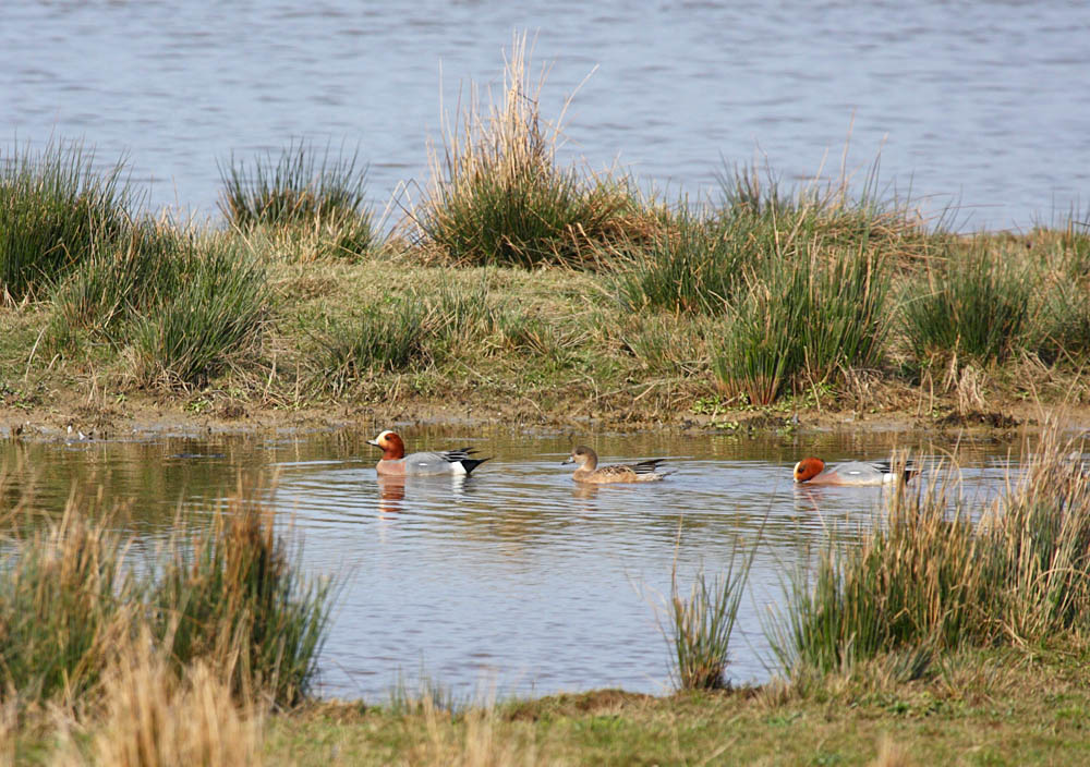wigeons