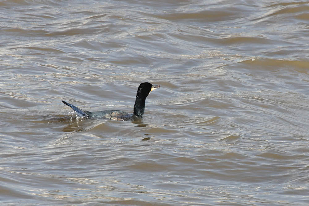 cormorant fishing