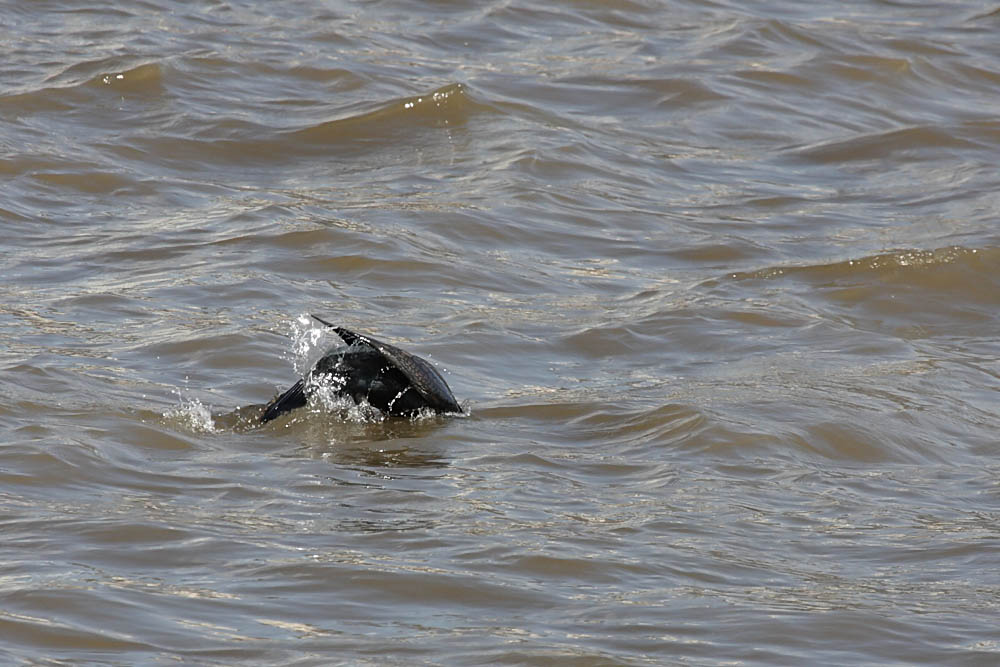 cormorant fishing