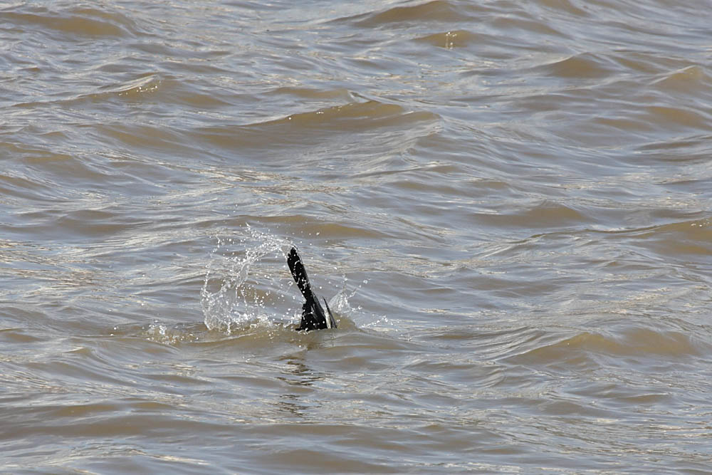 cormorant fishing
