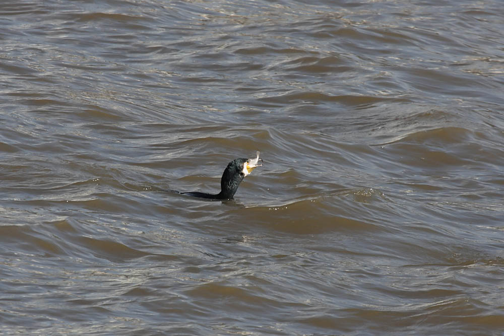 cormorant fishing