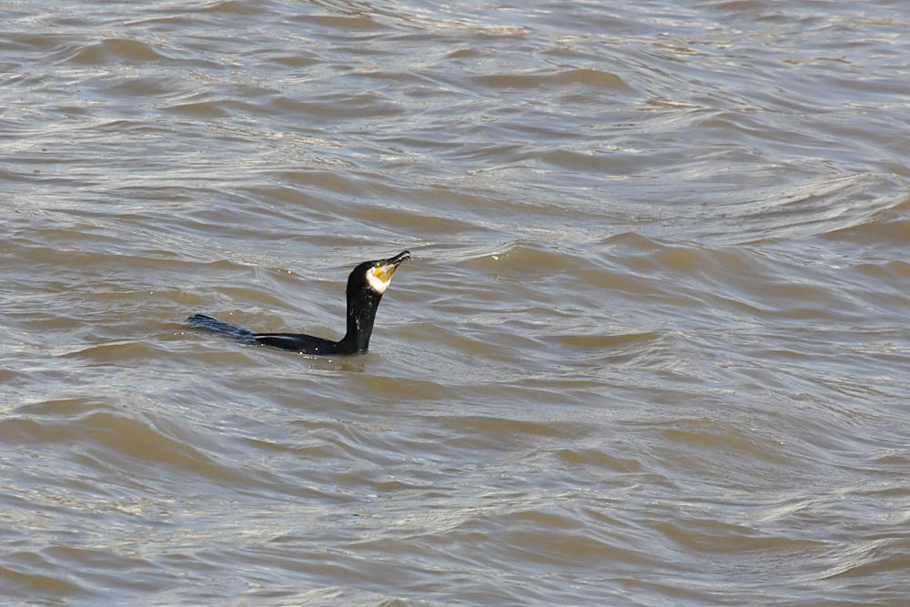 cormorant fishing