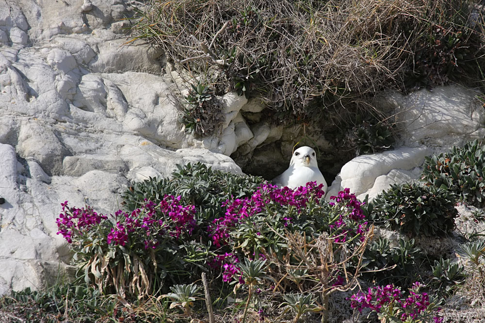 fulmar
