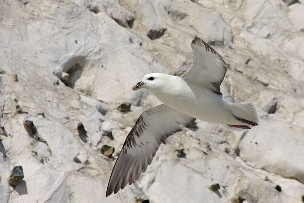 fulmar
