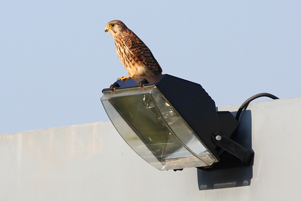 kestrel