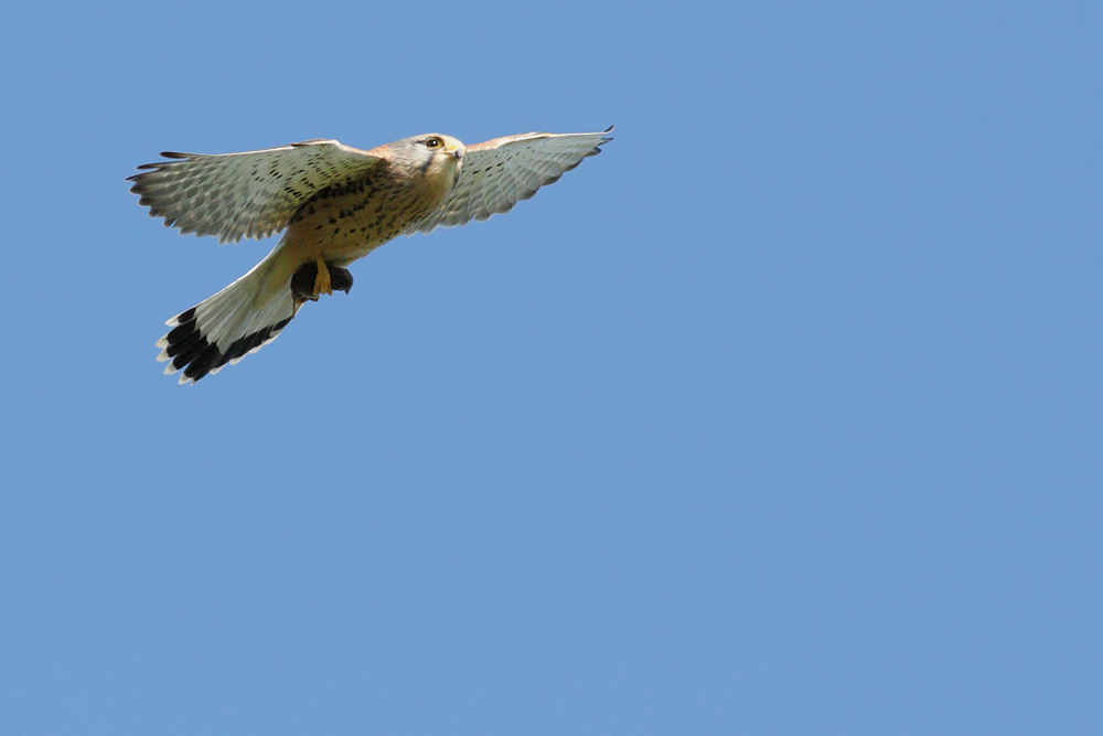 kestrel with pygmy shrew