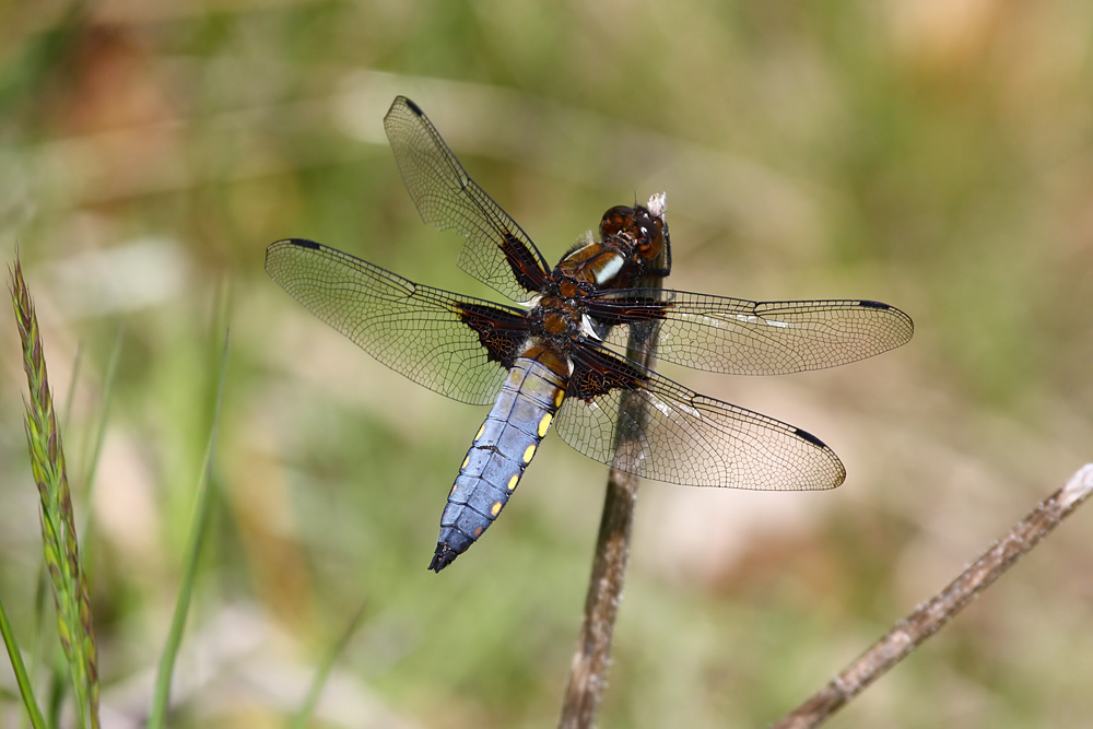 Broad Bodied Chaser