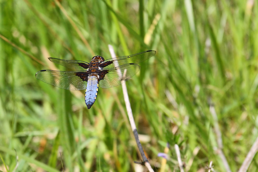 Broad Bodied Chaser