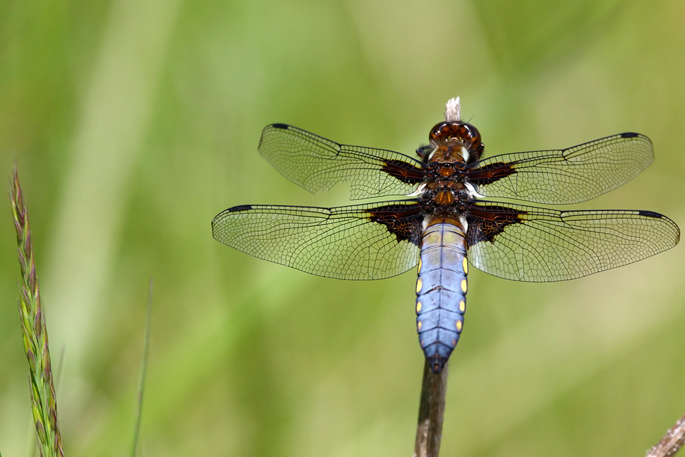 Broad Bodied Chaser