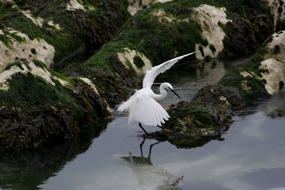 little egret