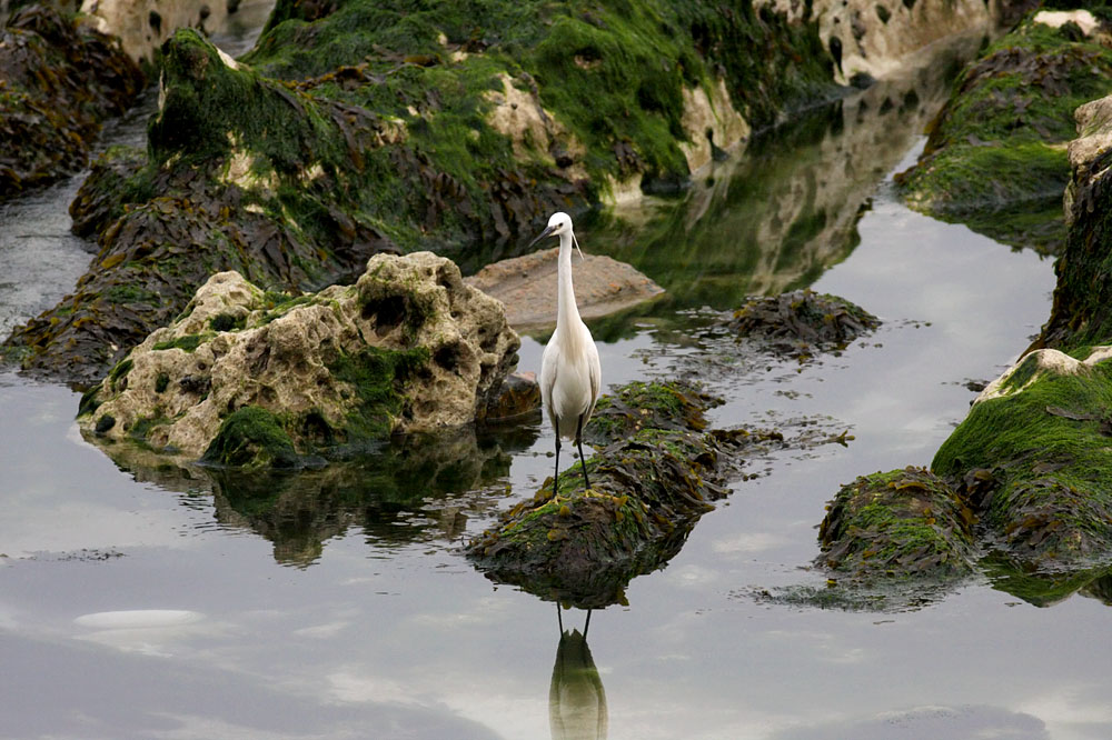 little egret