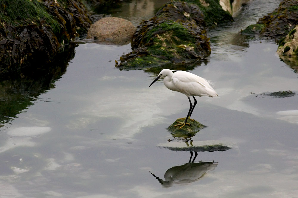 little egret
