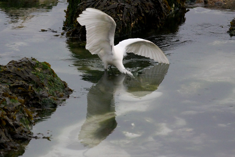 little egret