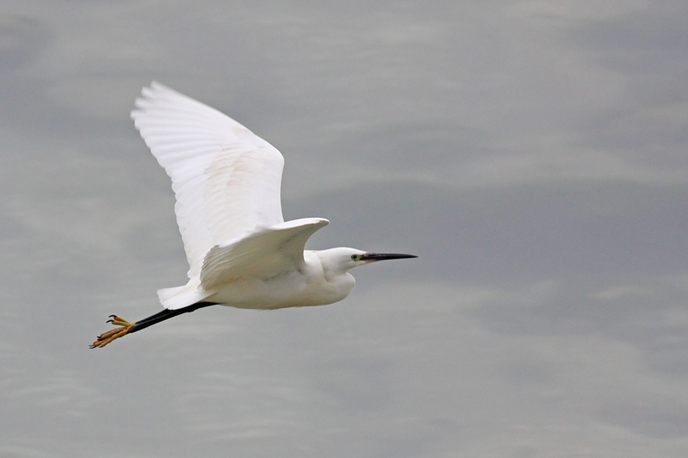 little egret
