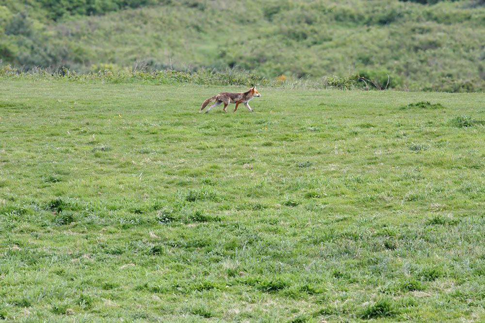 fox