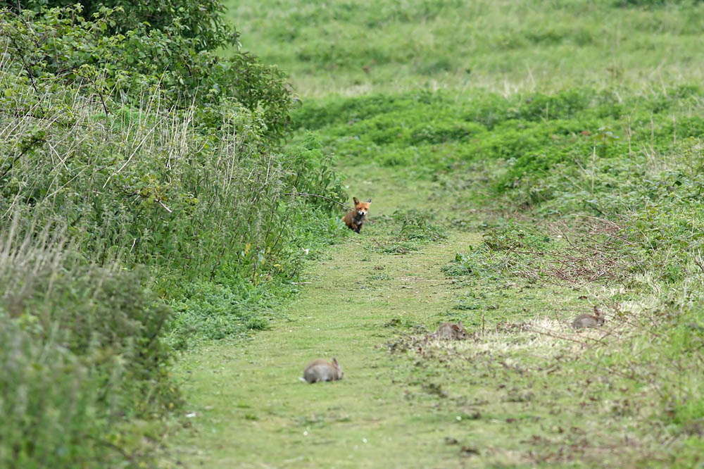 fox andrabbits