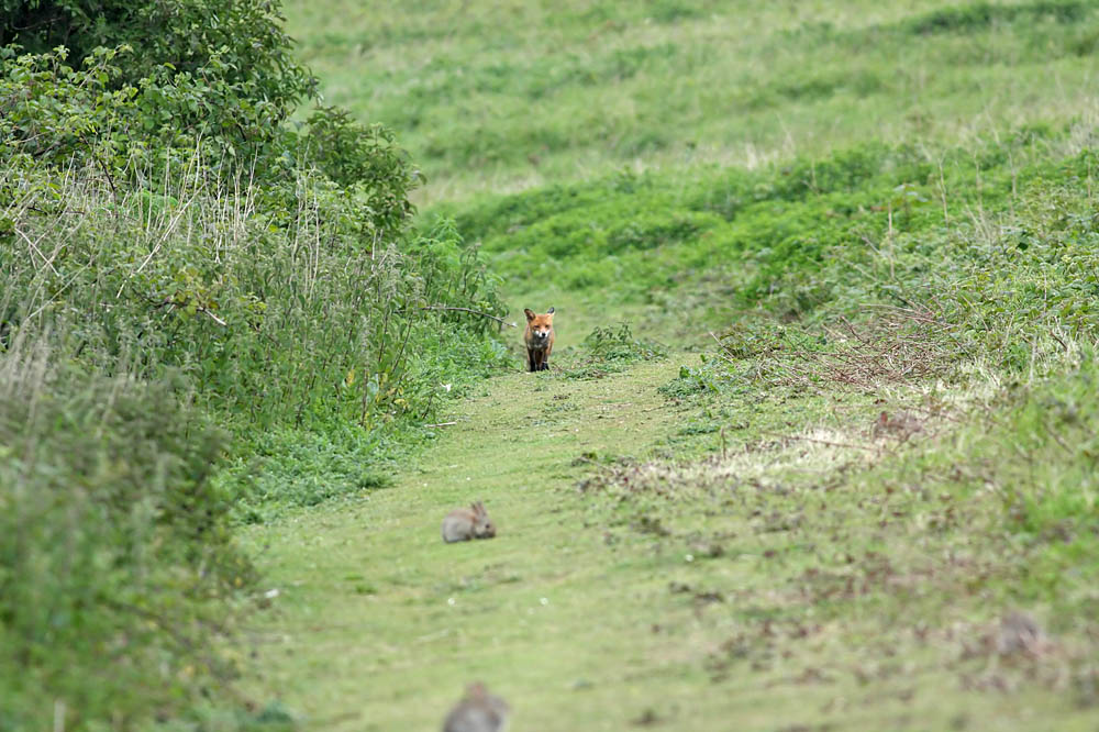 fox and rabbits