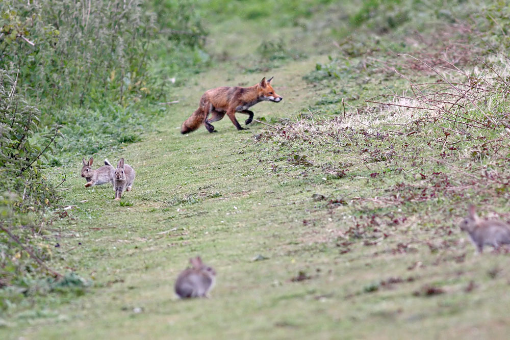 fox and rabbits