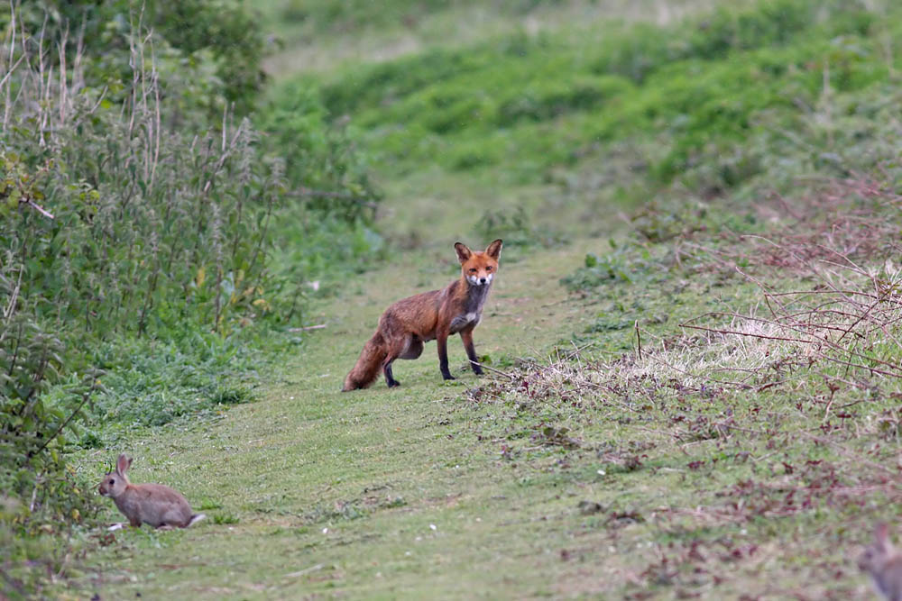 fox and rabbits