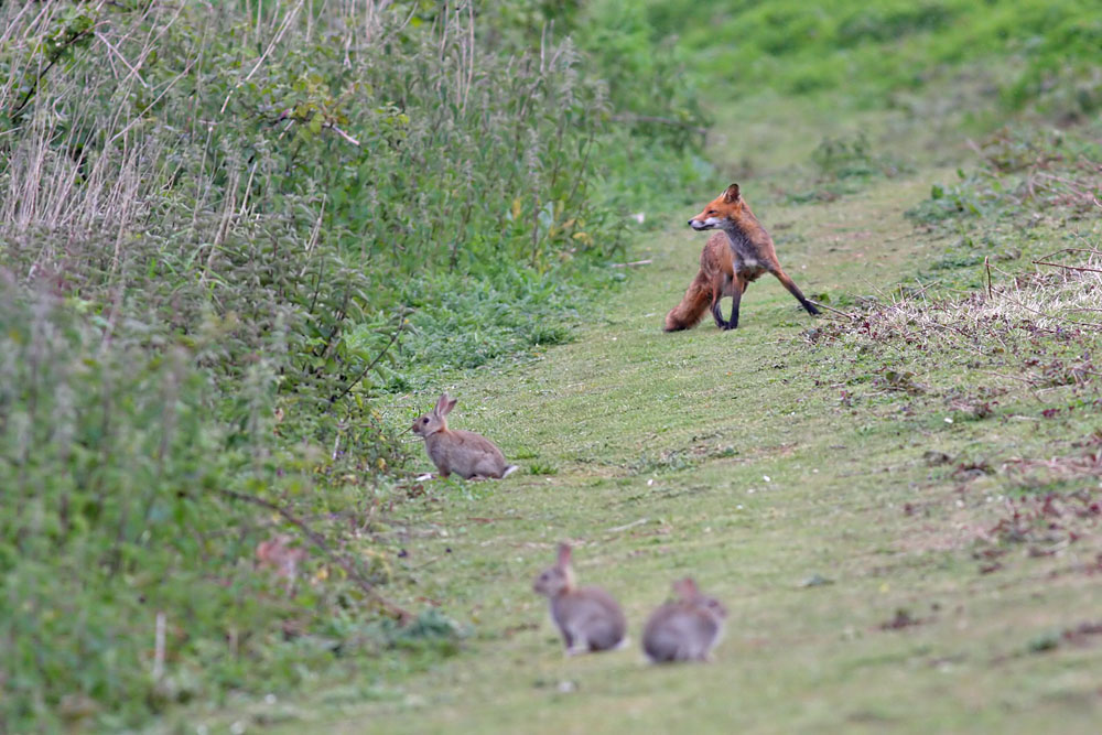 fox and rabbits