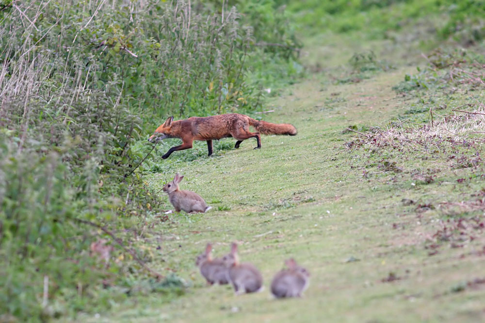fox and rabbits